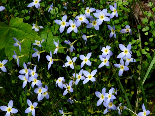 {Houstonia serpyllifolia}